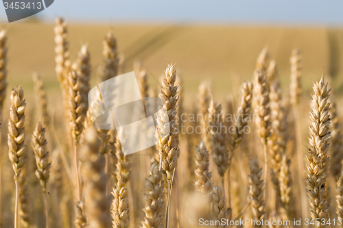 Image of golden wheat field in summer