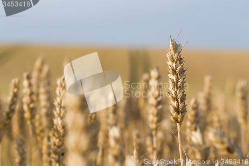 Image of golden wheat field in summer
