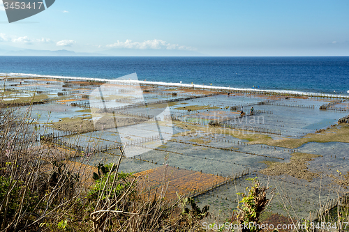 Image of Plantations of seaweed on beach in Bali, Nusa Penida