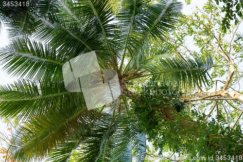 Image of coco-palm tree against blue sky