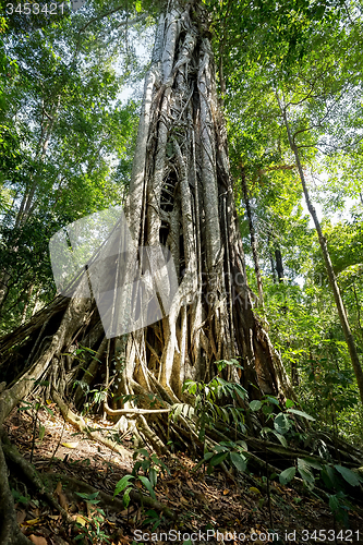 Image of massive tree is buttressed by roots Tangkoko Park