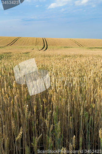 Image of golden wheat field in summer