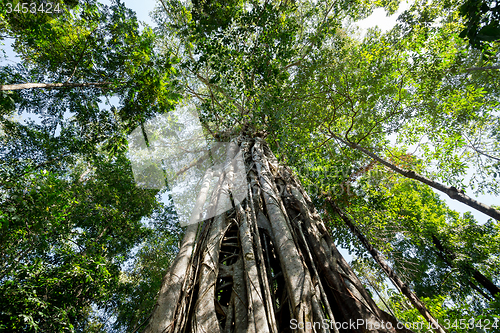 Image of massive tree is buttressed by roots Tangkoko Park