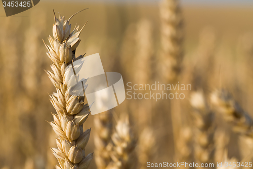 Image of golden wheat field in summer