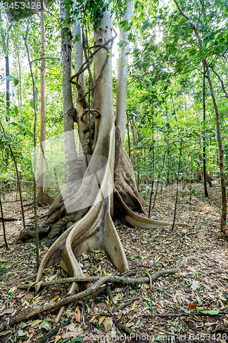 Image of massive tree is buttressed by roots Tangkoko Park