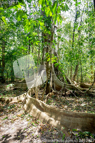 Image of massive tree is buttressed by roots Tangkoko Park