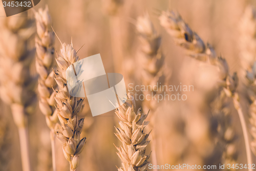 Image of golden wheat field in summer in pastel color