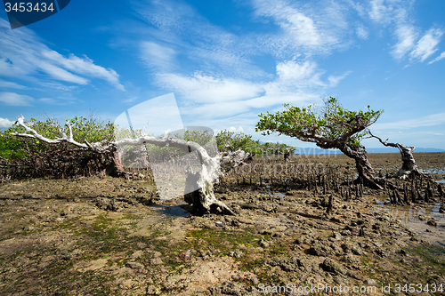 Image of mangrove North Sulawesi, Indonesia