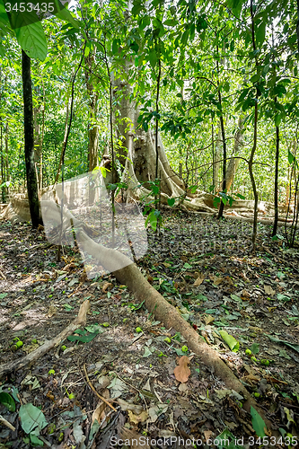 Image of massive tree is buttressed by roots Tangkoko Park