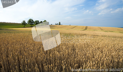 Image of golden wheat field in summer