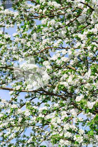 Image of Apple blossom