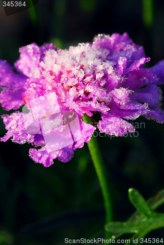 Image of Frosty flower