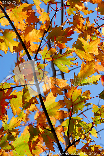 Image of Fall maple leaves