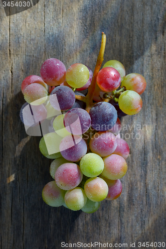 Image of Unripe grapes