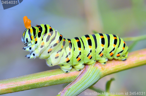 Image of A close up of the caterpillar