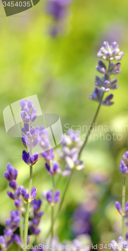 Image of  lavender flower field closeup 