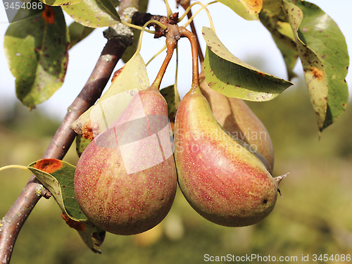 Image of Pears