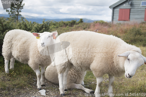 Image of Sheep With Lamb