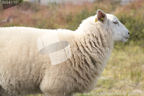 Image of Sheep