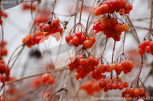 Image of red winter