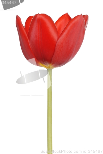 Image of Tulip