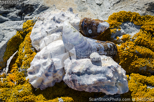 Image of sea shell