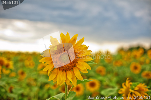 Image of sunflowers