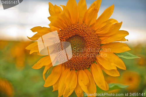 Image of sunflowers