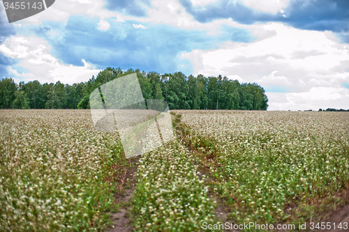 Image of Buckwheat field and road