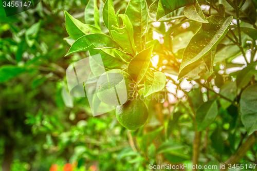 Image of Lime tree