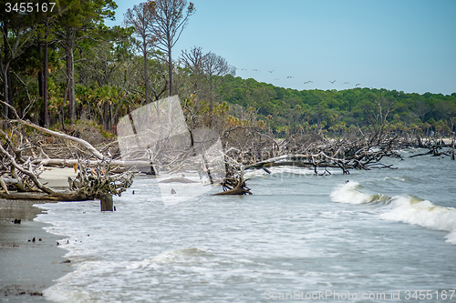 Image of palmetto forest on hunting island beach