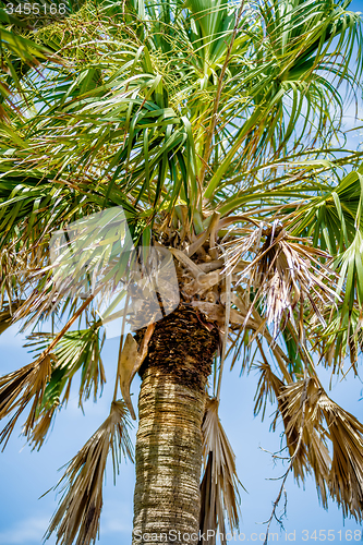 Image of palmetto palm trees in sub tropical climate of usa