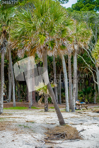 Image of palmetto forest on hunting island beach