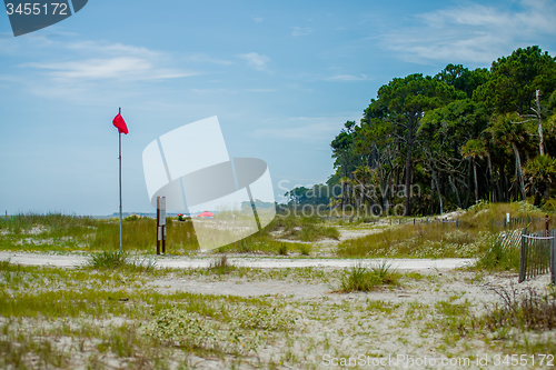 Image of palmetto forest on hunting island beach