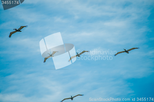 Image of nature scenes around hunting island south carolina