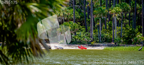 Image of palmetto forest on hunting island beach