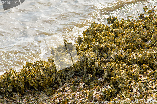 Image of nature scenes around hunting island south carolina