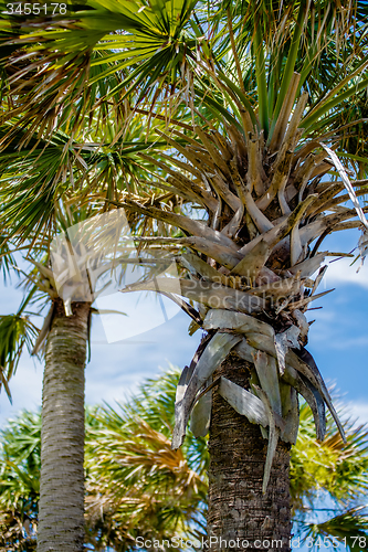 Image of palmetto palm trees in sub tropical climate of usa