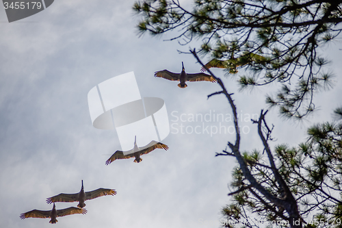 Image of nature scenes around hunting island south carolina