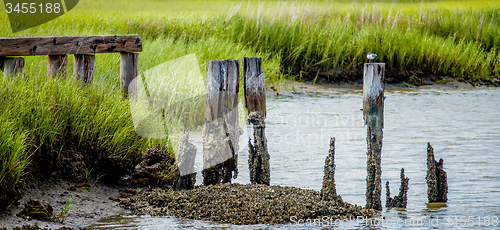 Image of seagull resting on rotting post near tybee island