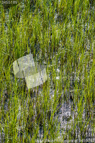 Image of nature scenes around hunting island south carolina