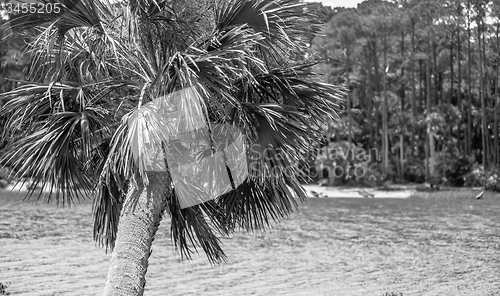 Image of palmetto palm trees in sub tropical climate of usa