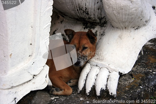 Image of The serene dog