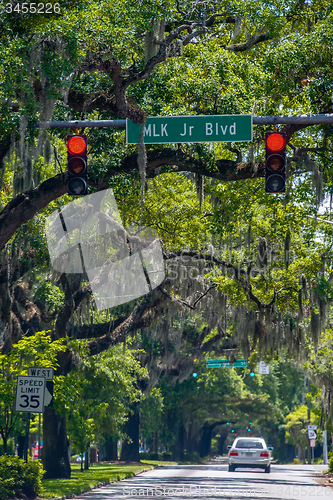 Image of Savannah Georgia  oak tree lined streets