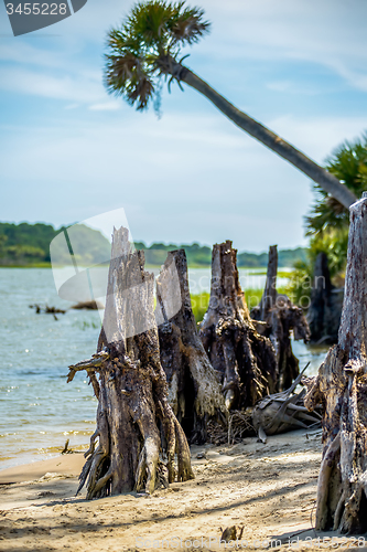 Image of nature scenes around hunting island south carolina