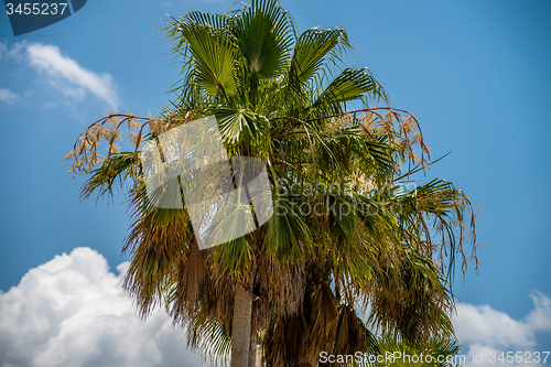 Image of Palmetto tree set against a Carolina blue sky.