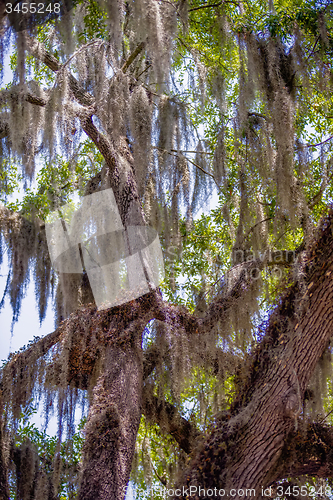 Image of Savannah Georgia  oak tree lined streets