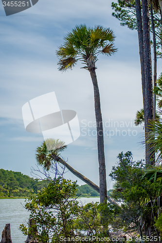 Image of palmetto forest on hunting island beach