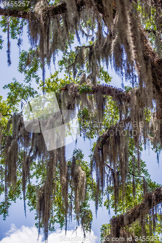 Image of Savannah Georgia  oak tree lined streets