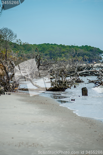 Image of palmetto forest on hunting island beach